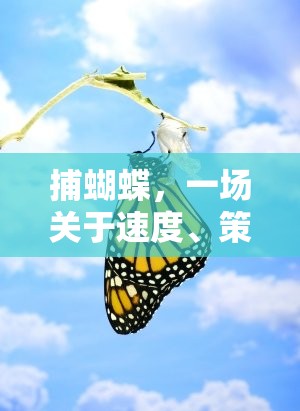 捕蝴蝶，一場關(guān)于速度、策略與自然之美的體育游戲