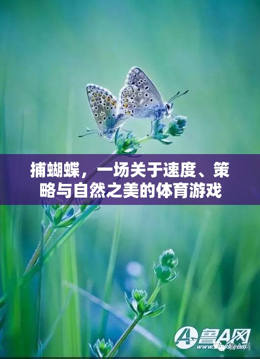 捕蝴蝶，一場關(guān)于速度、策略與自然之美的體育游戲