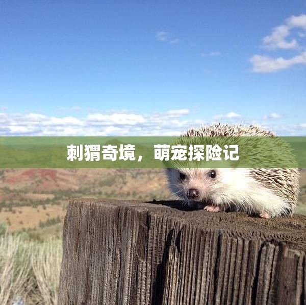 刺猬奇境，萌寵的探險(xiǎn)之旅