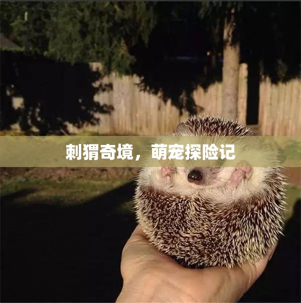 刺猬奇境，萌寵的探險(xiǎn)之旅
