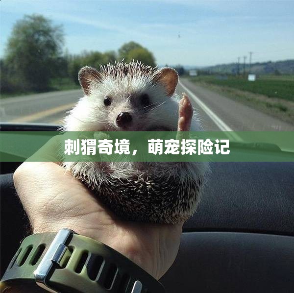 刺猬奇境，萌寵的探險(xiǎn)之旅