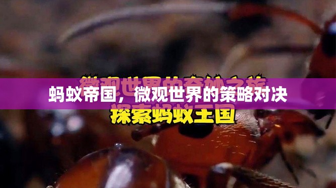 微觀世界的策略對決，螞蟻帝國的啟示  第1張