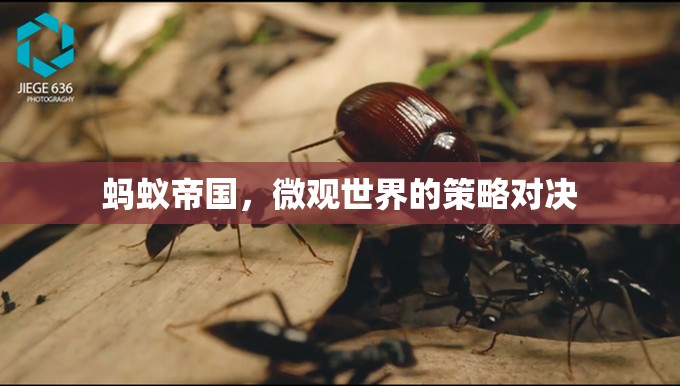 微觀世界的策略對決，螞蟻帝國的啟示  第2張