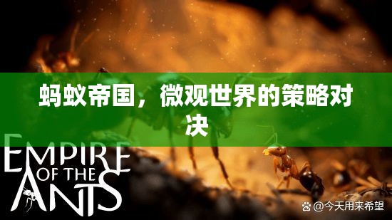 微觀世界的策略對決，螞蟻帝國的啟示  第3張