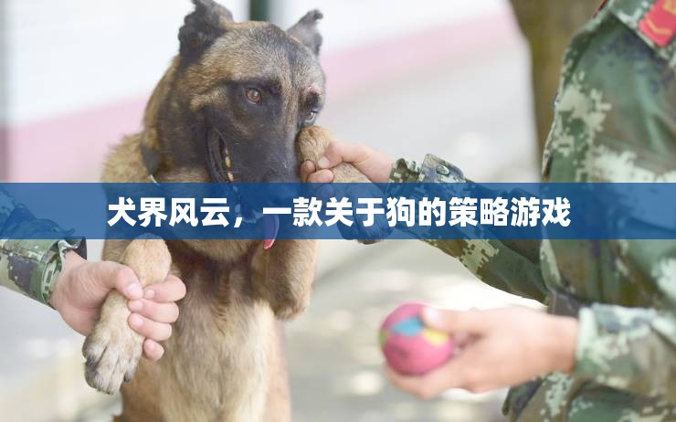 犬界風(fēng)云，策略與愛交織的狗狗王國