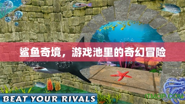 鯊魚(yú)奇境，游戲池中的奇幻冒險(xiǎn)之旅