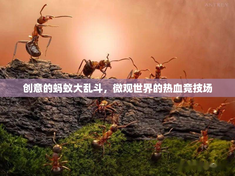 微觀世界熱血競技，創(chuàng)意螞蟻大亂斗