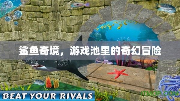 鯊魚(yú)奇境，游戲池里的奇幻冒險(xiǎn)