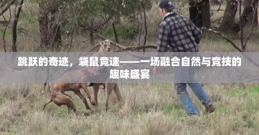 跳躍的奇跡，袋鼠競速——一場融合自然與競技的趣味盛宴