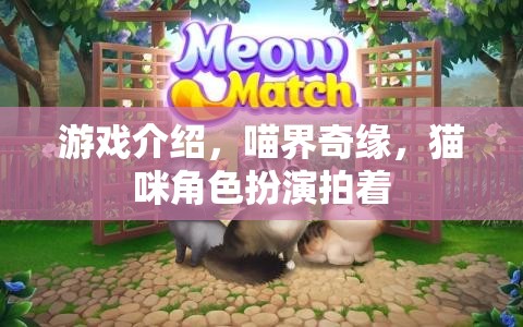 喵界奇緣，貓咪角色扮演的夢幻拍著之旅