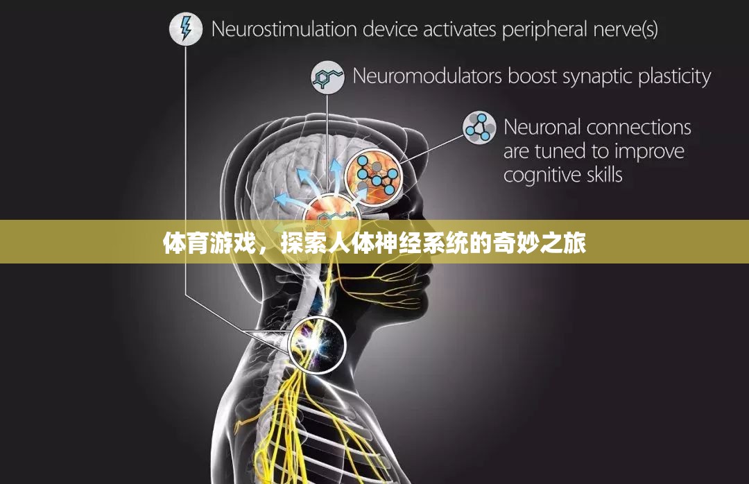 探索人體神經系統(tǒng)的奇妙之旅，體育游戲中的神經科學探索  第2張