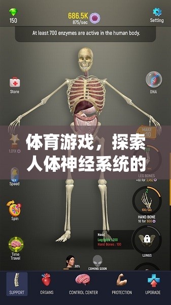 探索人體神經系統(tǒng)的奇妙之旅，體育游戲中的神經科學探索  第3張