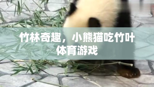 竹林奇趣，小熊貓的竹葉盛宴