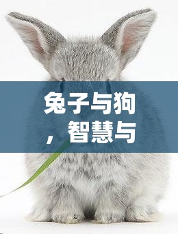 智慧與忠誠的較量，兔子與狗的策略對決