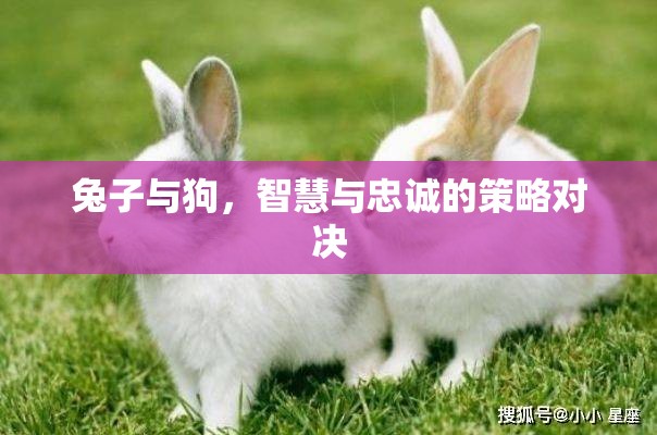 智慧與忠誠的較量，兔子與狗的策略對決