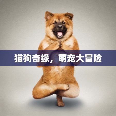 萌寵奇緣，貓狗的歡樂大冒險(xiǎn)