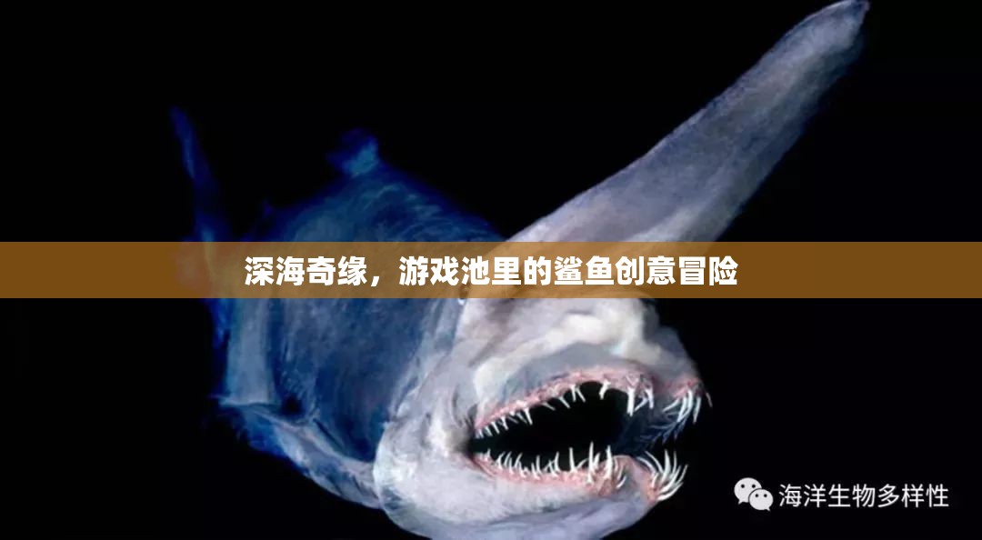 深海奇緣，游戲池里的鯊魚(yú)創(chuàng)意冒險(xiǎn)