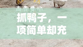 歡樂(lè)挑戰(zhàn)，抓鴨子——簡(jiǎn)單中的樂(lè)趣與智慧