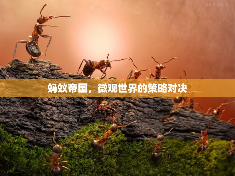 微觀世界的策略對決，螞蟻帝國的啟示  第2張