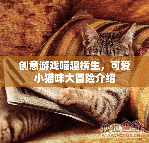 喵趣橫生，小貓咪的創(chuàng)意冒險(xiǎn)之旅