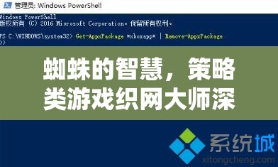 織網(wǎng)大師，深度解析蜘蛛的智慧與策略
