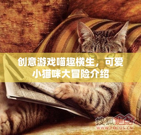 喵趣橫生，小貓咪的創(chuàng)意冒險之旅
