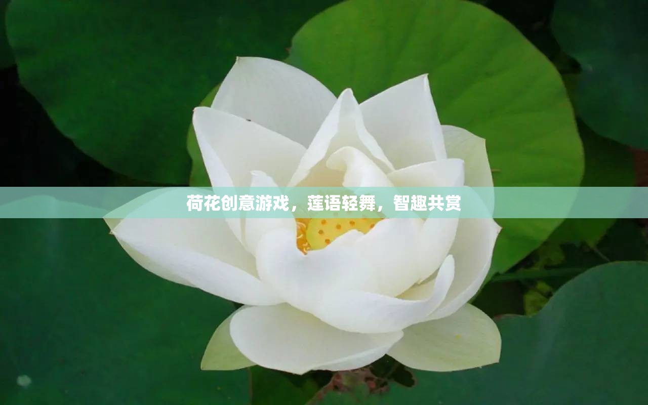 蓮語輕舞，荷花創(chuàng)意游戲，智趣共賞的夏日盛宴
