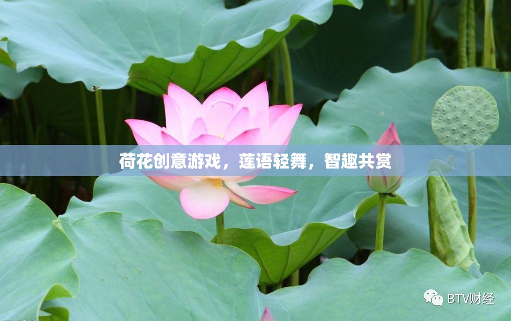 蓮語輕舞，荷花創(chuàng)意游戲，智趣共賞的夏日盛宴