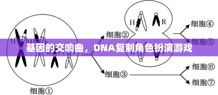 DNA復(fù)制，基因的交響曲角色扮演游戲