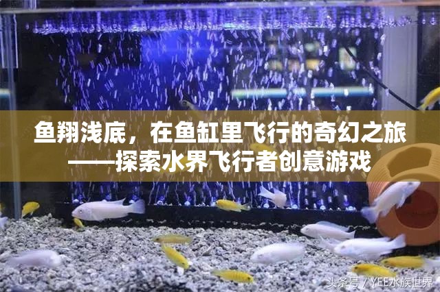 水界飛行者，魚翔淺底的奇幻之旅