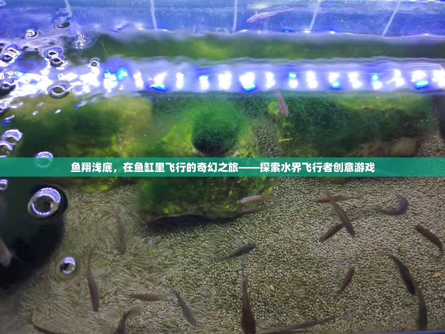 水界飛行者，魚翔淺底的奇幻之旅