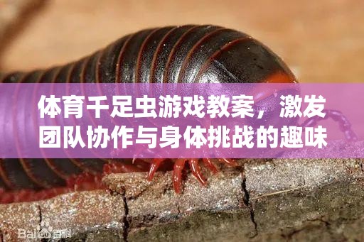 千足蟲游戲，激發(fā)團隊協(xié)作與身體挑戰(zhàn)的趣味體育課堂  第3張