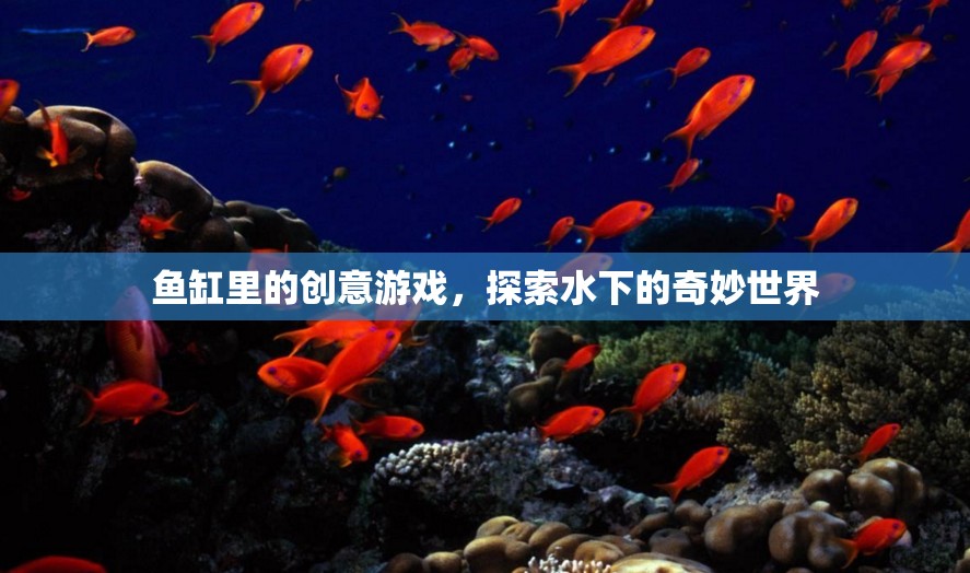 魚缸里的創(chuàng)意游戲，探索水下的奇妙世界