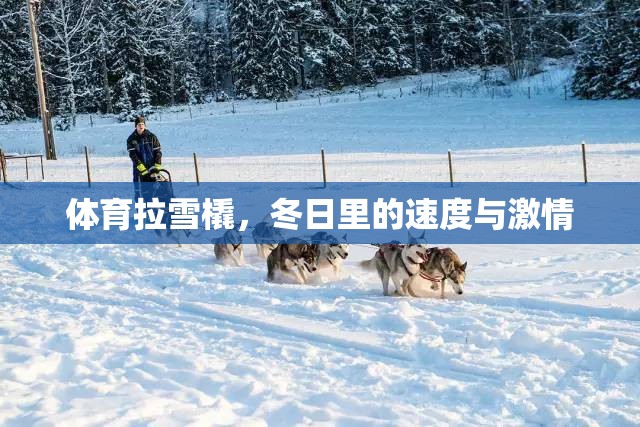 冬日速度與激情，體育拉雪橇的魅力
