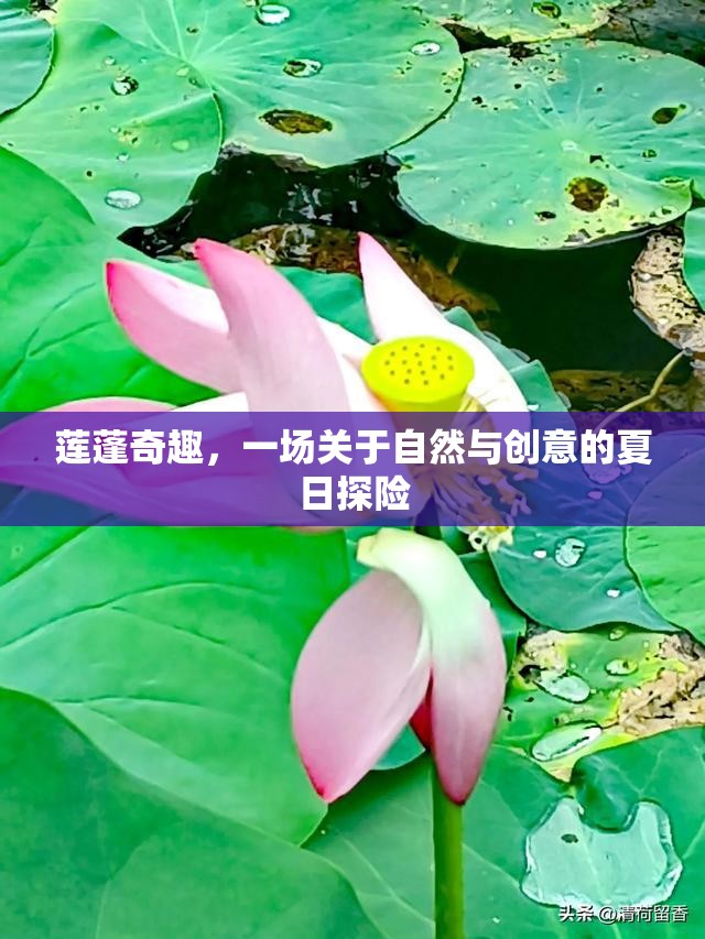 蓮蓬奇趣，自然與創(chuàng)意的夏日探險
