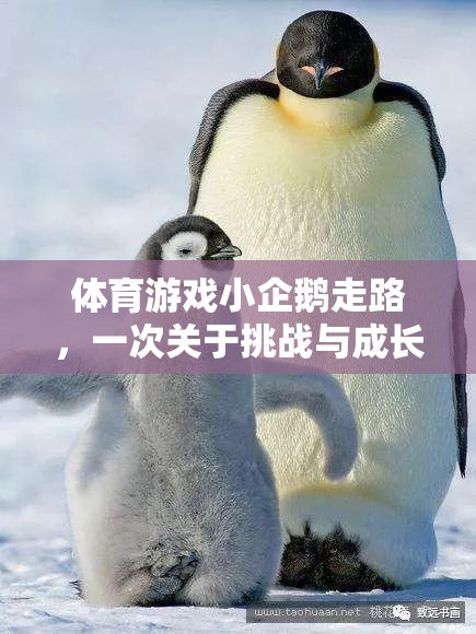 小企鵝的行走挑戰(zhàn)，一場關(guān)于勇氣與成長的體育游戲反思之旅