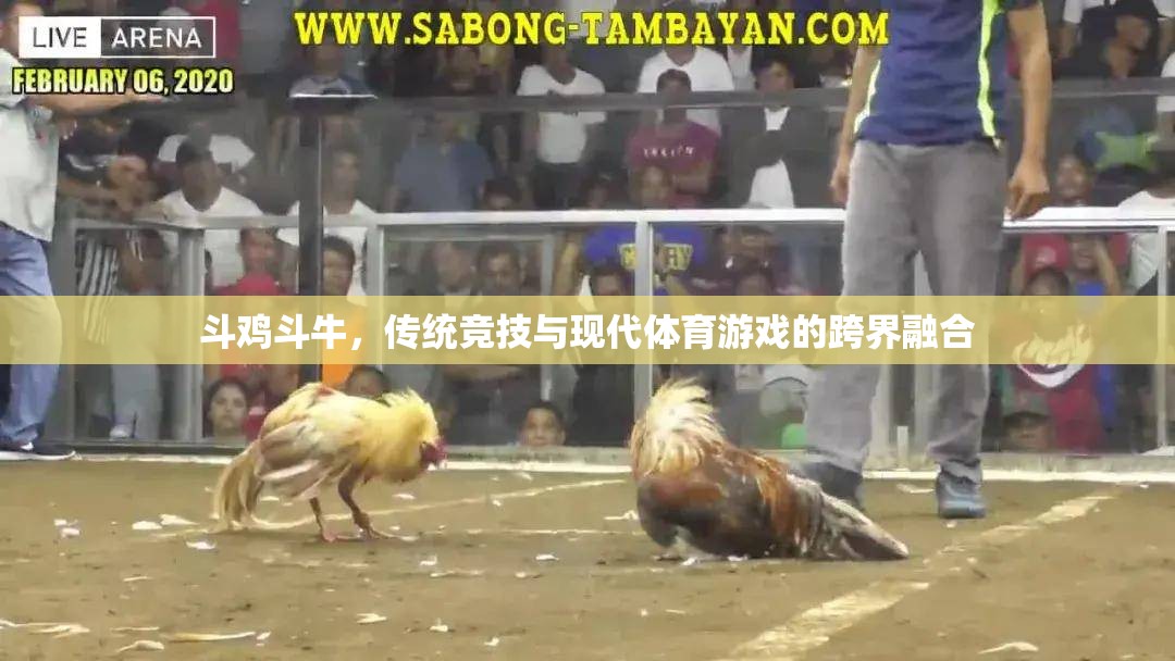傳統(tǒng)競技與現(xiàn)代體育，斗雞斗牛的跨界融合探索