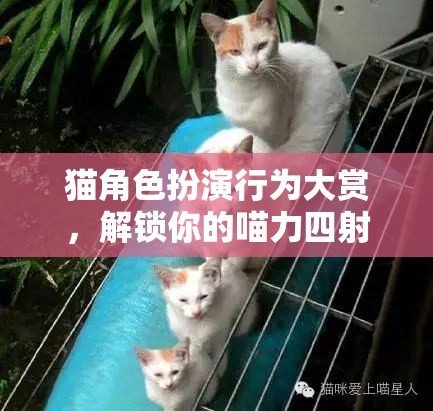 喵力四射，解鎖你的貓角色扮演游戲體驗(yàn)