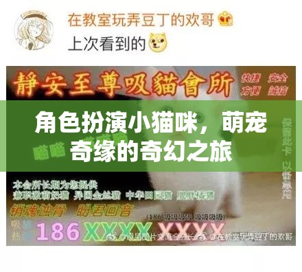喵趣橫生，小貓咪的萌寵奇緣奇幻之旅