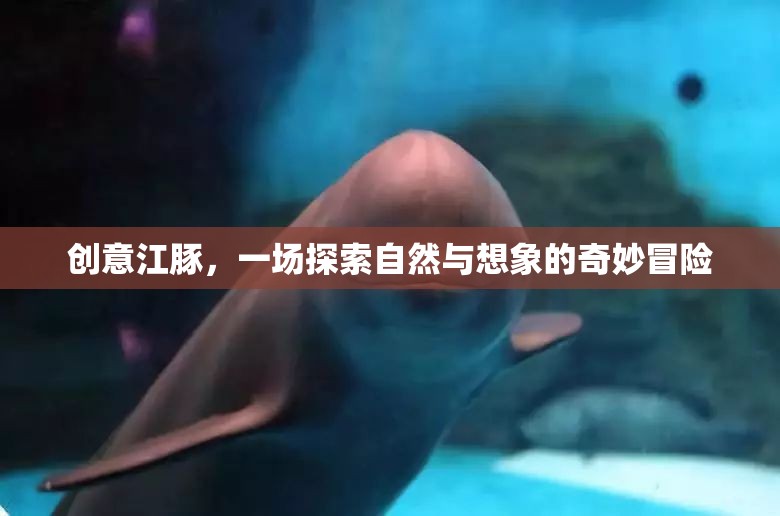 創(chuàng)意江豚，自然與想象的奇妙冒險(xiǎn)之旅