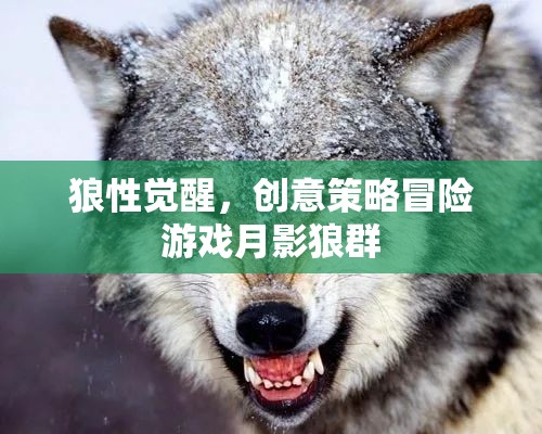 月影狼群，狼性覺醒，創(chuàng)意策略冒險之旅