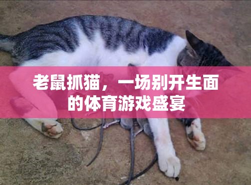 別開生面的體育游戲，老鼠抓貓的奇妙對決