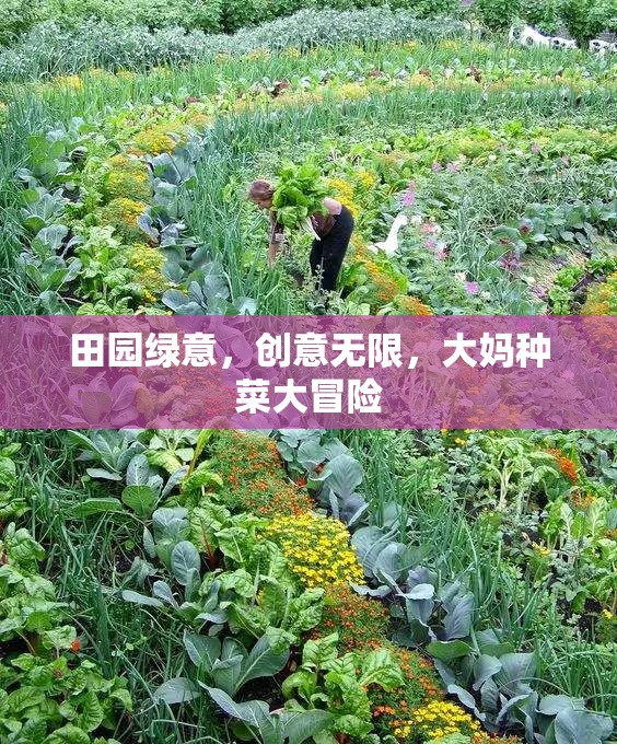 田園綠意中的創(chuàng)意種菜大冒險(xiǎn)  第3張
