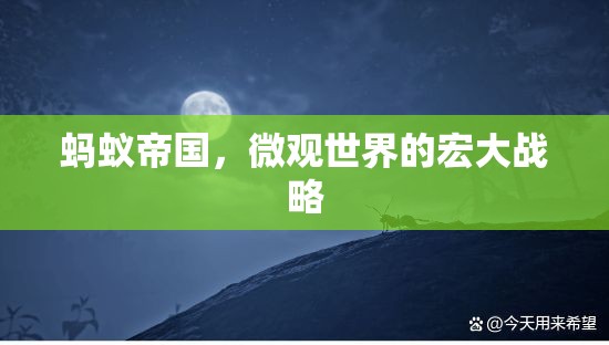 微觀世界的宏大戰(zhàn)略，螞蟻帝國(guó)的啟示  第3張