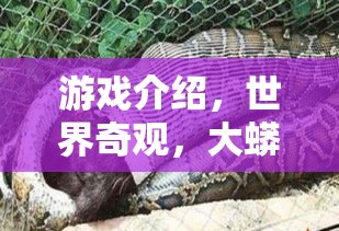揭秘大蟒蛇之謎，探索世界奇觀中的游戲之旅  第2張
