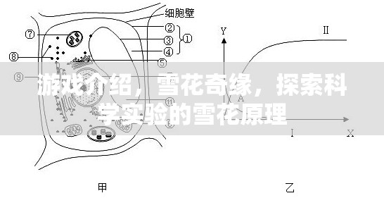 探索雪花之美，揭秘雪花奇緣中的科學(xué)實(shí)驗(yàn)