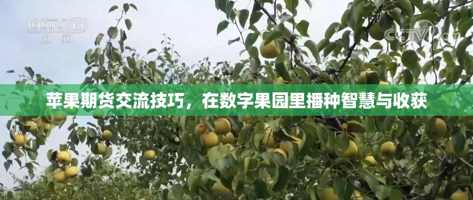 在數(shù)字果園中播種智慧，蘋果期貨交流技巧與收獲