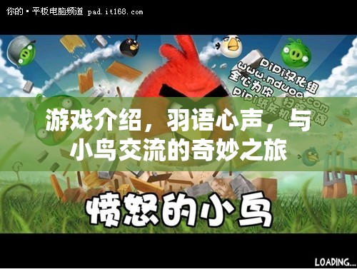 羽語心聲，與小鳥共舞的奇妙之旅  第3張