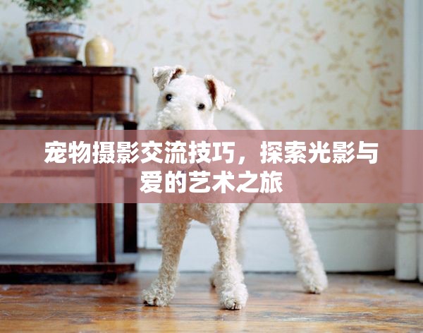 光影與愛的藝術(shù)，寵物攝影交流技巧探索