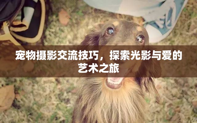 光影與愛的藝術(shù)，寵物攝影交流技巧探索  第2張